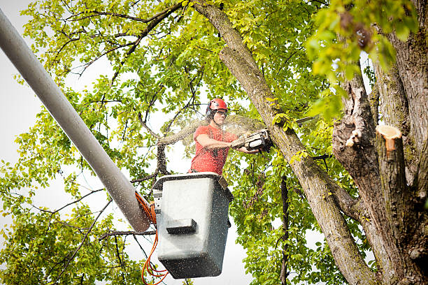 Tree Branch Trimming in Boise City, OK